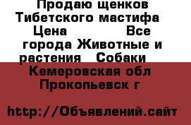 Продаю щенков Тибетского мастифа › Цена ­ 45 000 - Все города Животные и растения » Собаки   . Кемеровская обл.,Прокопьевск г.